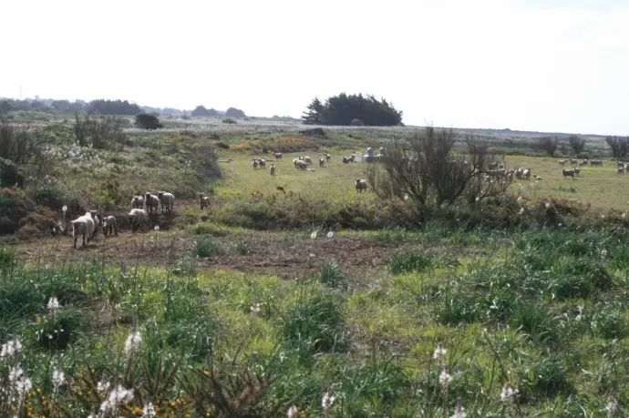 Moutons Garennes Yeu