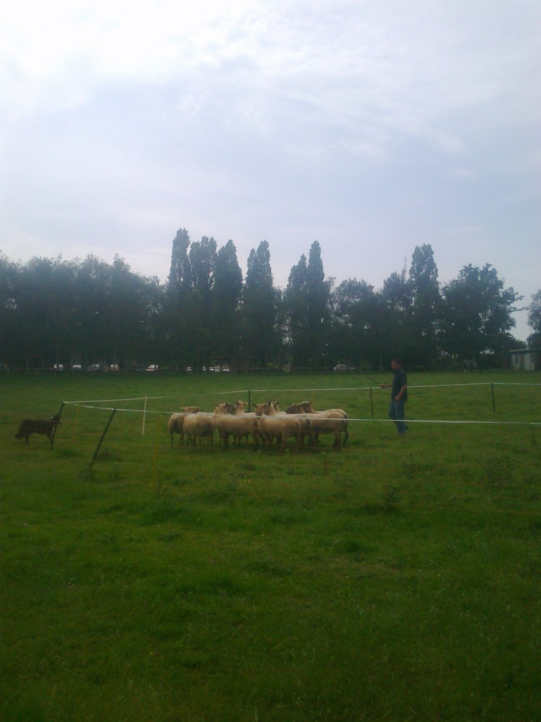 Dressage chien berger parc
