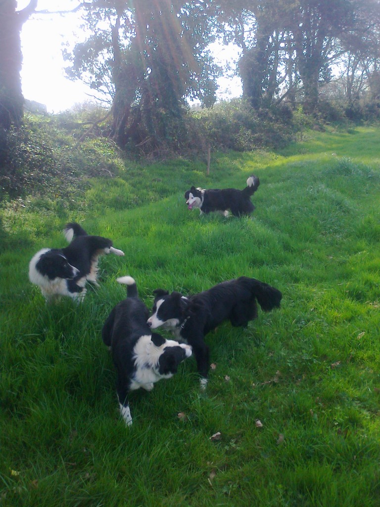 Groupe border collie dressage
