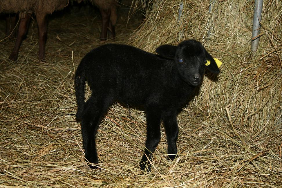 Agneau noir solognot