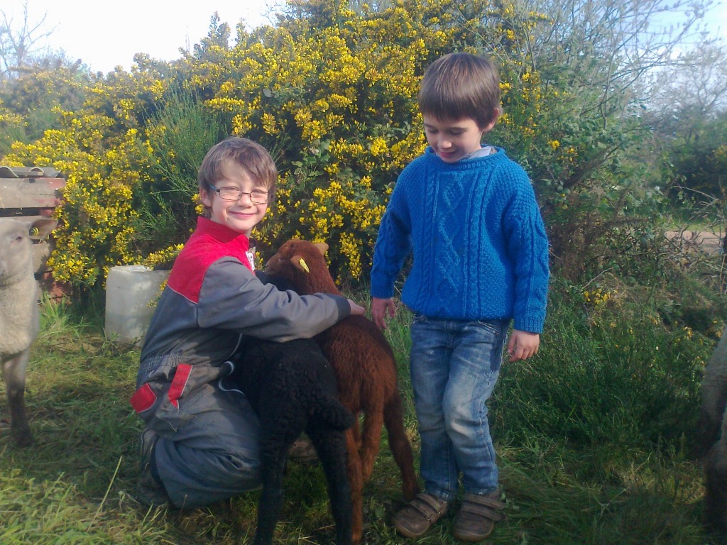 Agneau avec enfants