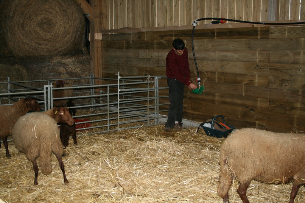 Installation buvette moutons