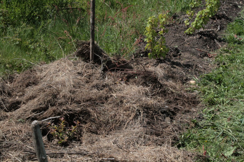 Paillage jeunes plants myrtilles
