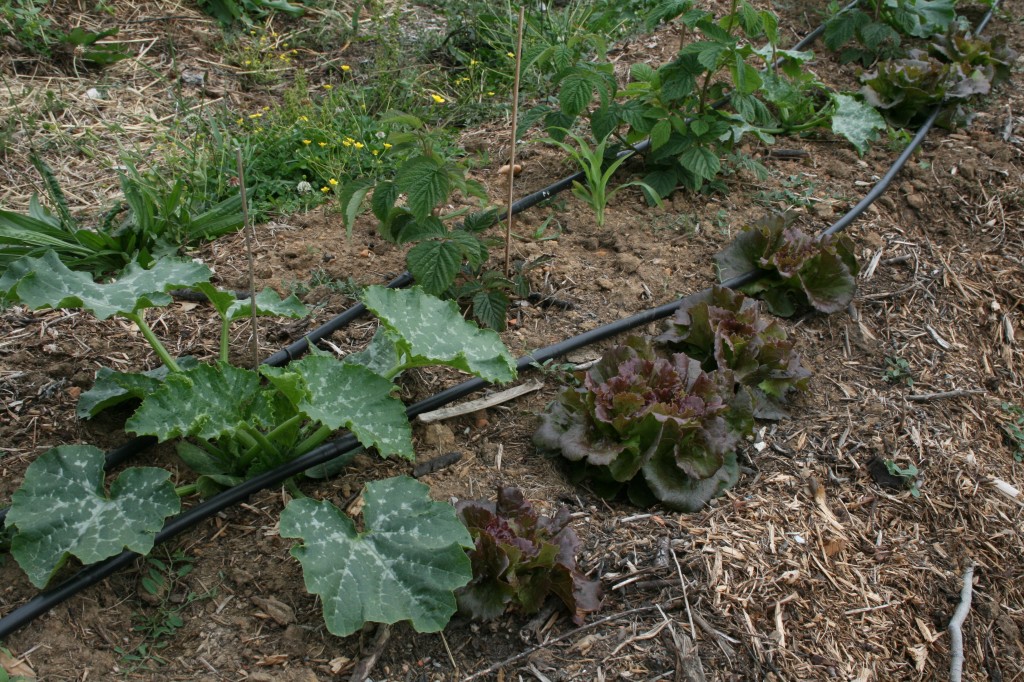 Association permaculture salade courgette mais avec plant framboise
