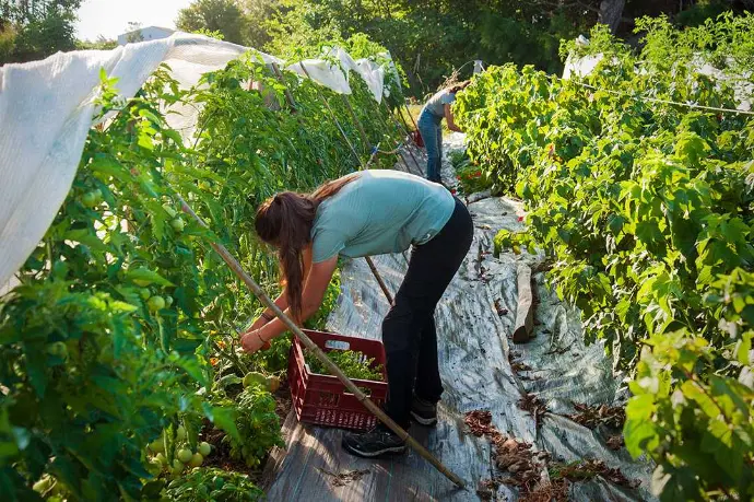 Femme récolte des légumes