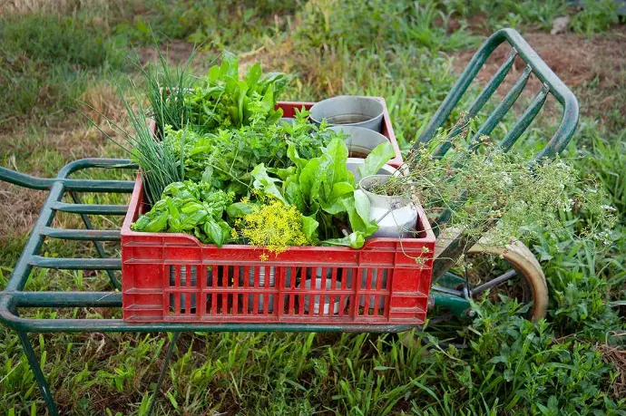 Une cagette d'herbes fraiches sur une brouette