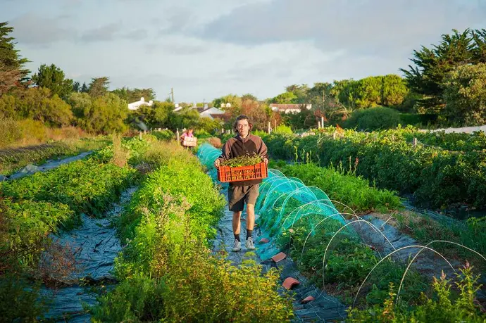 Homme porte une cagette de légumes dans un champ